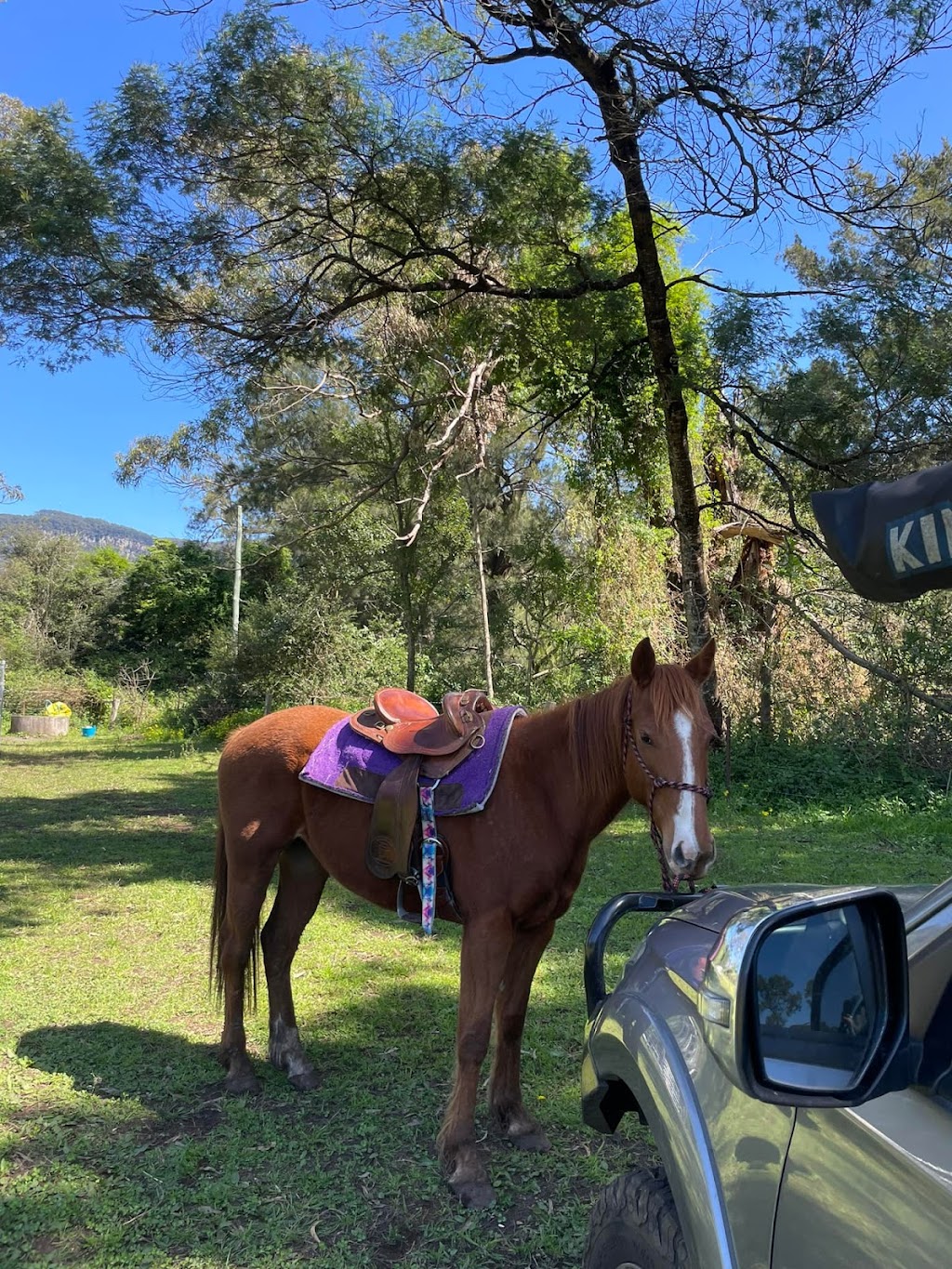 Illawarra Equine Services | Yellow Rock Rd, Yellow Rock Ridge NSW 2527, Australia | Phone: 0481 125 660