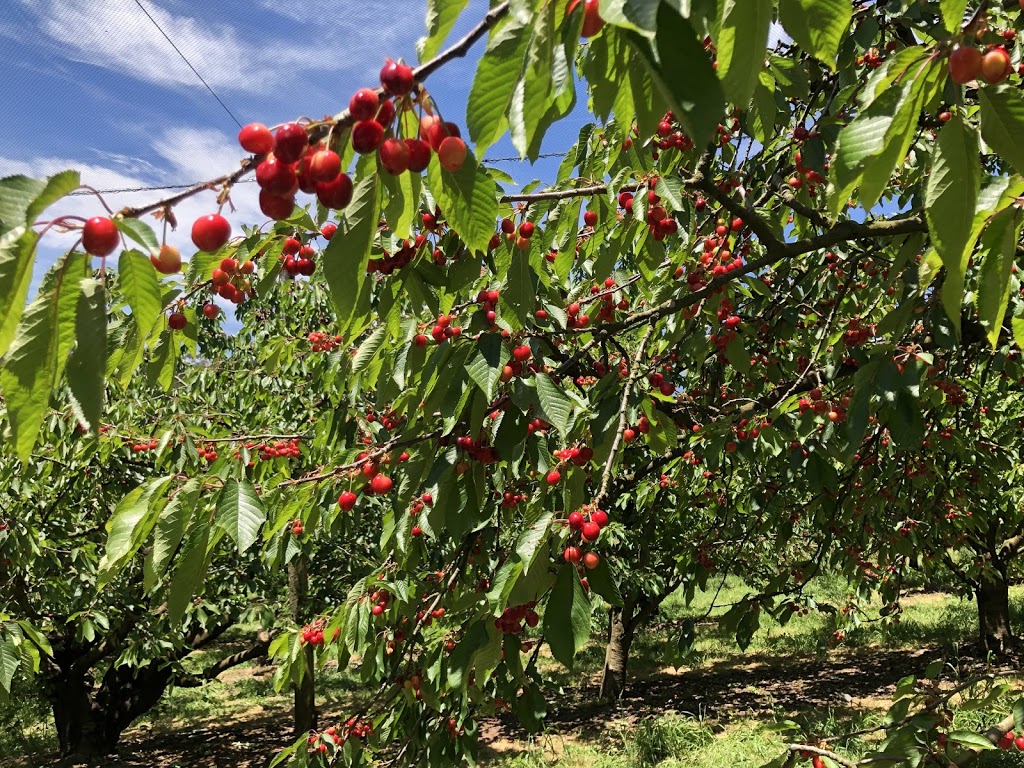 Ripe N Ready Cherry Farm at Red | 52 Arkwells Ln, Red Hill VIC 3937, Australia | Phone: (03) 5989 2578