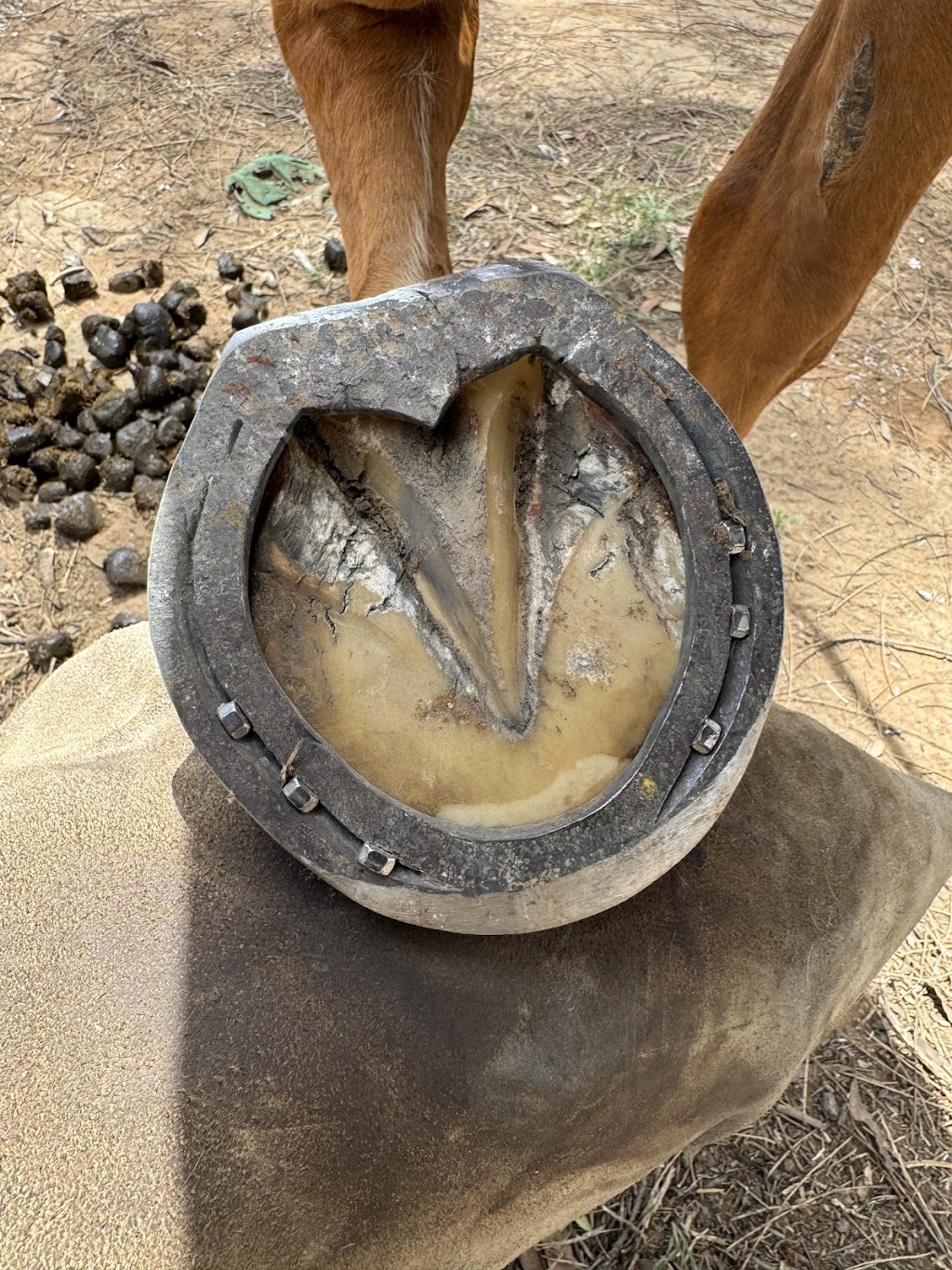 Greenfield forge farrier services | Nandoura St, Gulgong NSW 2852, Australia | Phone: 0405 117 901