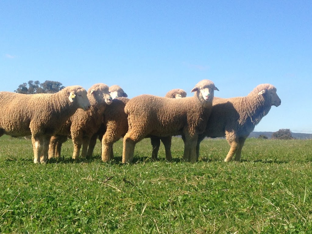 Kerin Poll Merino Stud | "Karuga Park", Bournewood Road, Yeoval NSW 2868, Australia | Phone: 0427 464 070