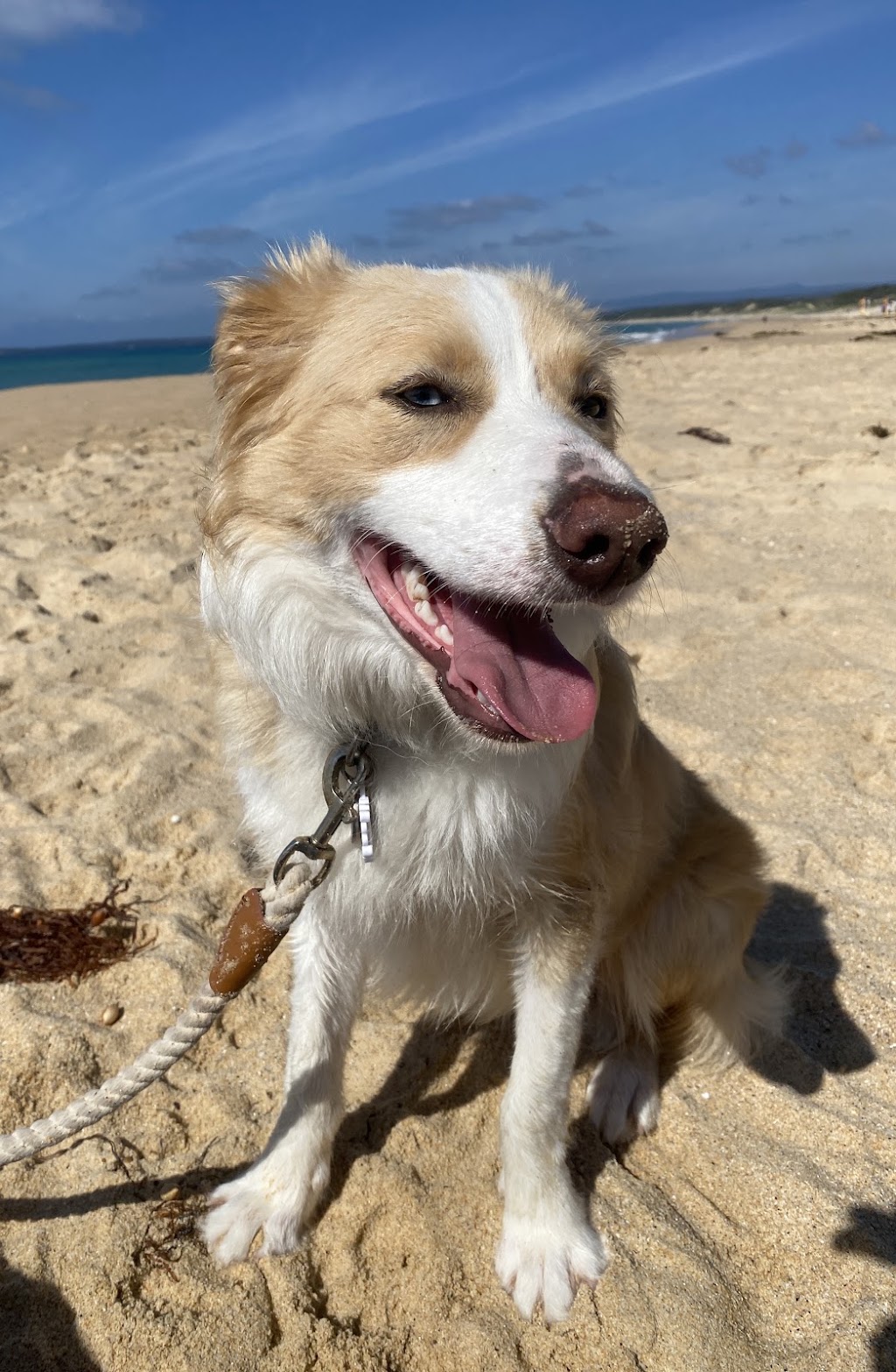 Rogue k9 Training | Yalwal Rd, West Nowra NSW 2541, Australia | Phone: 0424 784 906