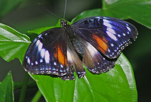 Australian Butterfly Sanctuary | 8 Rob Veivers Dr, Kuranda QLD 4881, Australia | Phone: (07) 4093 7575