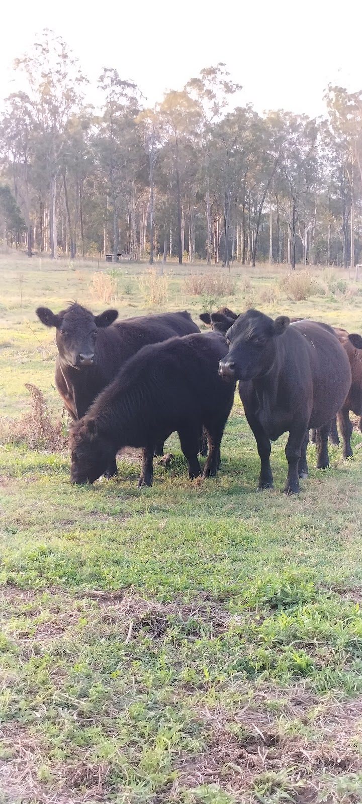 Somerset Valley Farm - STRATHALLAN | 137 Willaura Dr, Coominya QLD 4311, Australia | Phone: 0413 422 511