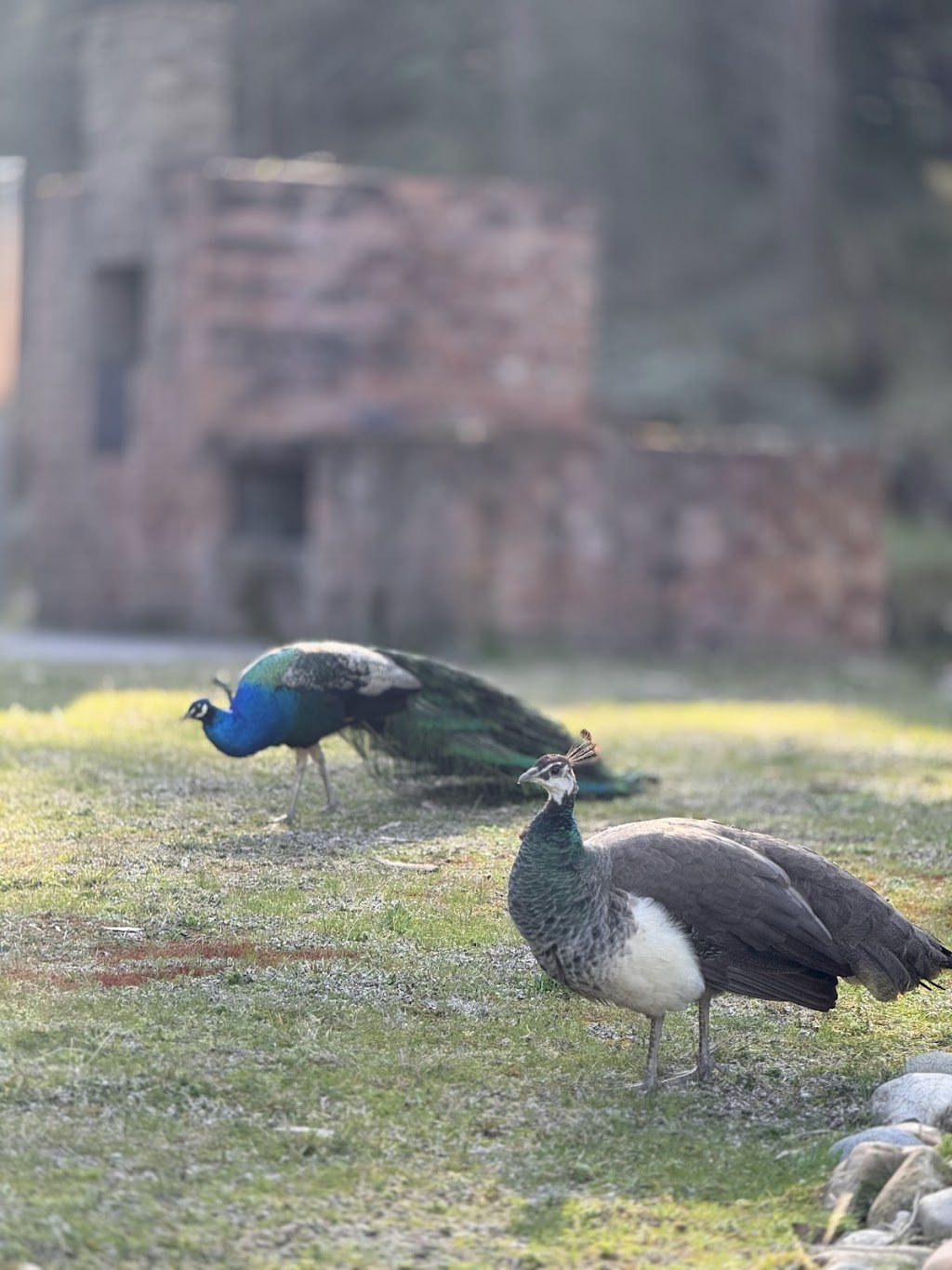 8478 putty road putty NSW | 8478 Putty Rd, Putty NSW 2330, Australia | Phone: 0421 687 259