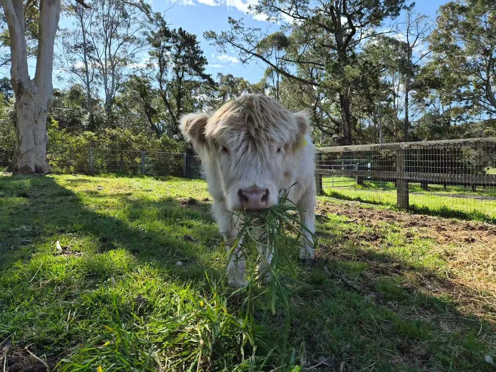 Mandalay Park Farmstay | 1269 Dooralong Rd, Dooralong NSW 2259, Australia | Phone: 0425 131 496