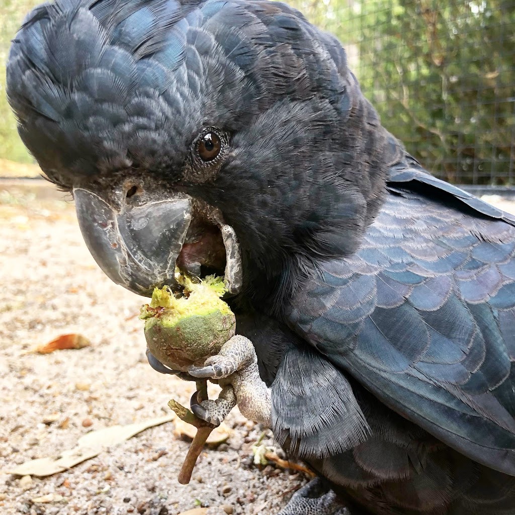 Kaarakin Black Cockatoo Conservation Centre | tourist attraction | 322 Mills Rd E, Martin WA 6110, Australia | 0893902288 OR +61 8 9390 2288