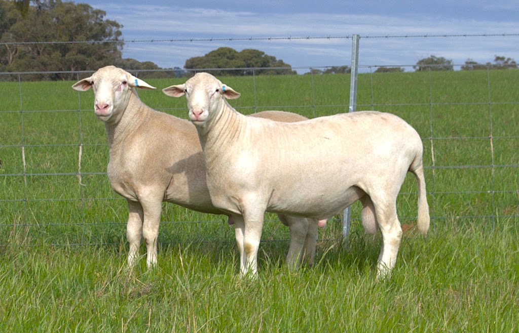 The SheepMaster Parent Stud | 837 Goodacre Dr, Woodstock NSW 2793, Australia | Phone: 0472 646 426