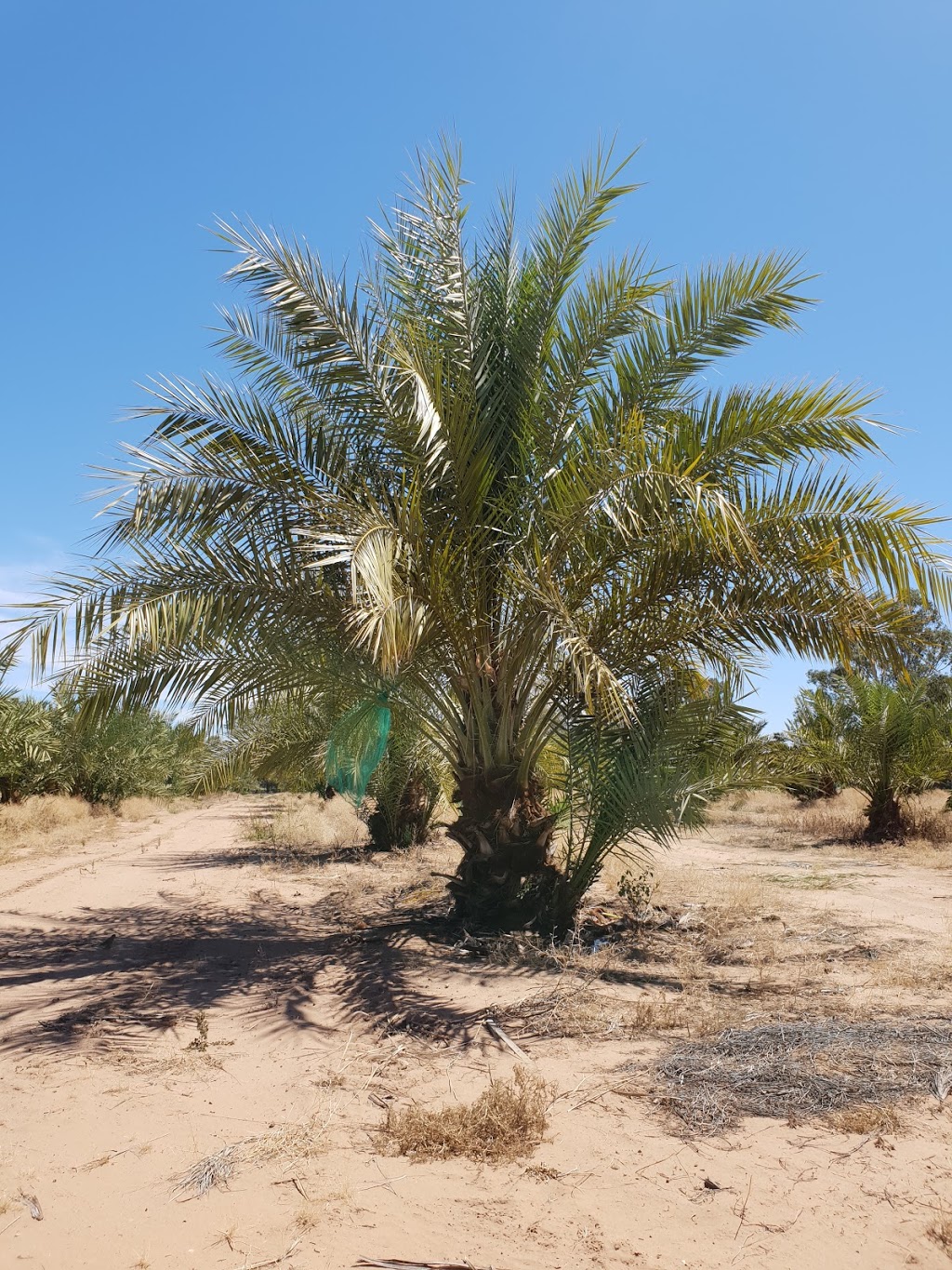 Riverland Date Garden مزرعة نخل | park | 376 Gurra Rd, Gurra Gurra SA 5343, Australia | 0438821593 OR +61 438 821 593