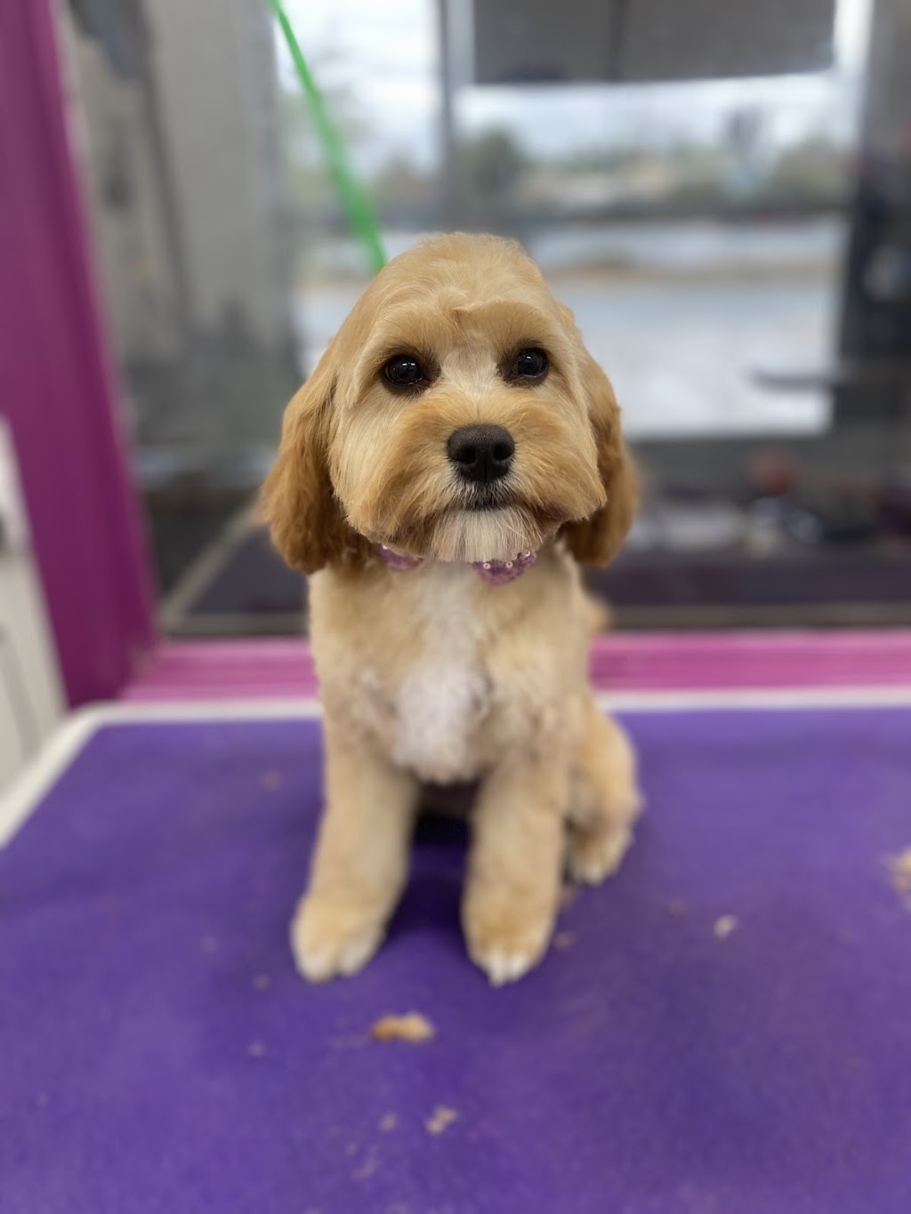 Scruff to Fluff Grooming & Pet Supplies | 8020 Goulburn Valley Hwy, Kialla VIC 3631, Australia | Phone: 0412 708 616