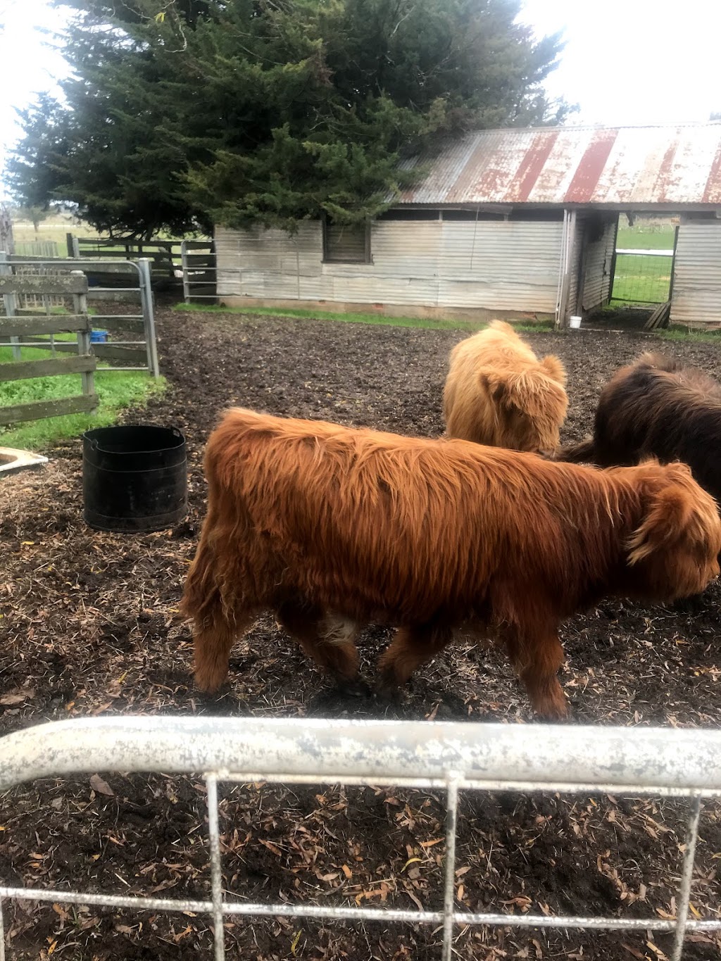 Poll Highland Cattle | 196 Lesters Rd, Bungaree VIC 3352, Australia | Phone: 0419 140 622