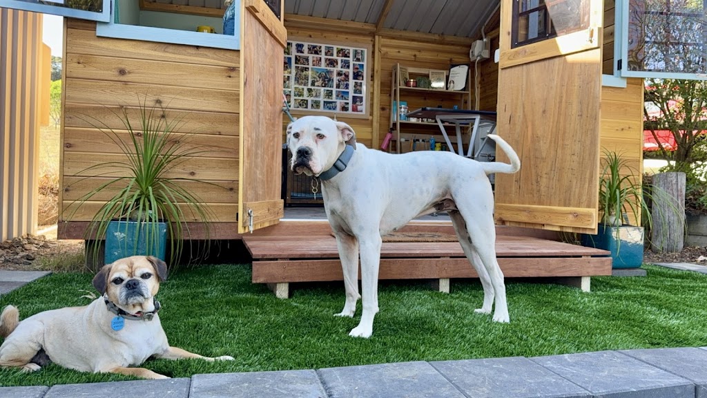 Shampooches Pet Grooming Salon | 3546 Mount Mee Rd, King Scrub, Dayboro QLD 4521, Australia | Phone: 0407 303 359