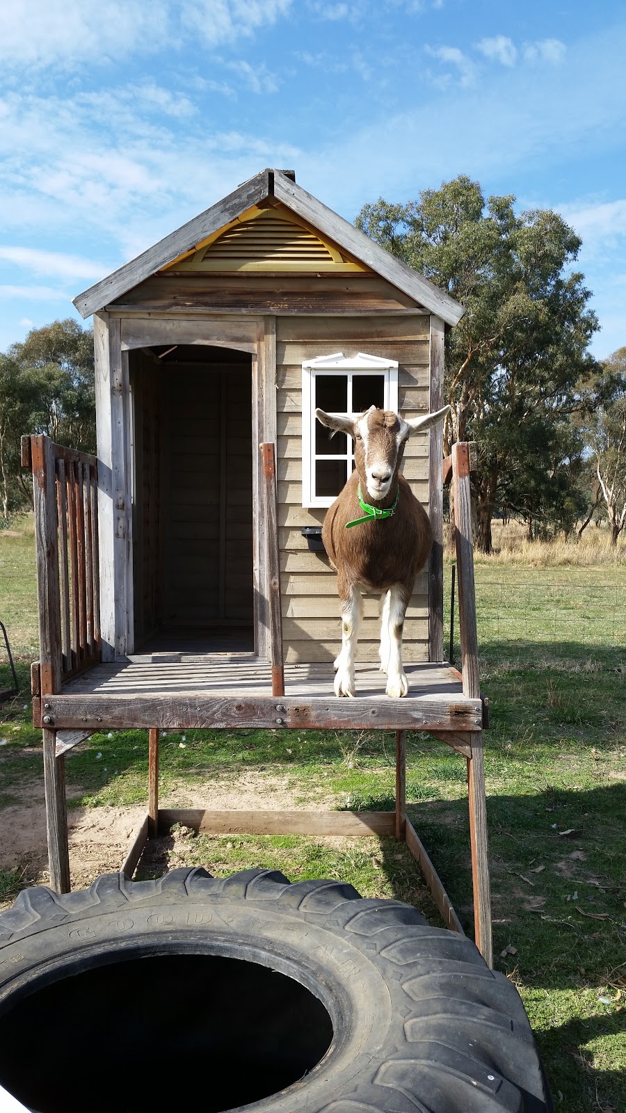 Cooper Street Veterinary Hospital | 40 Cooper St, Cootamundra NSW 2590, Australia | Phone: (02) 6942 4100