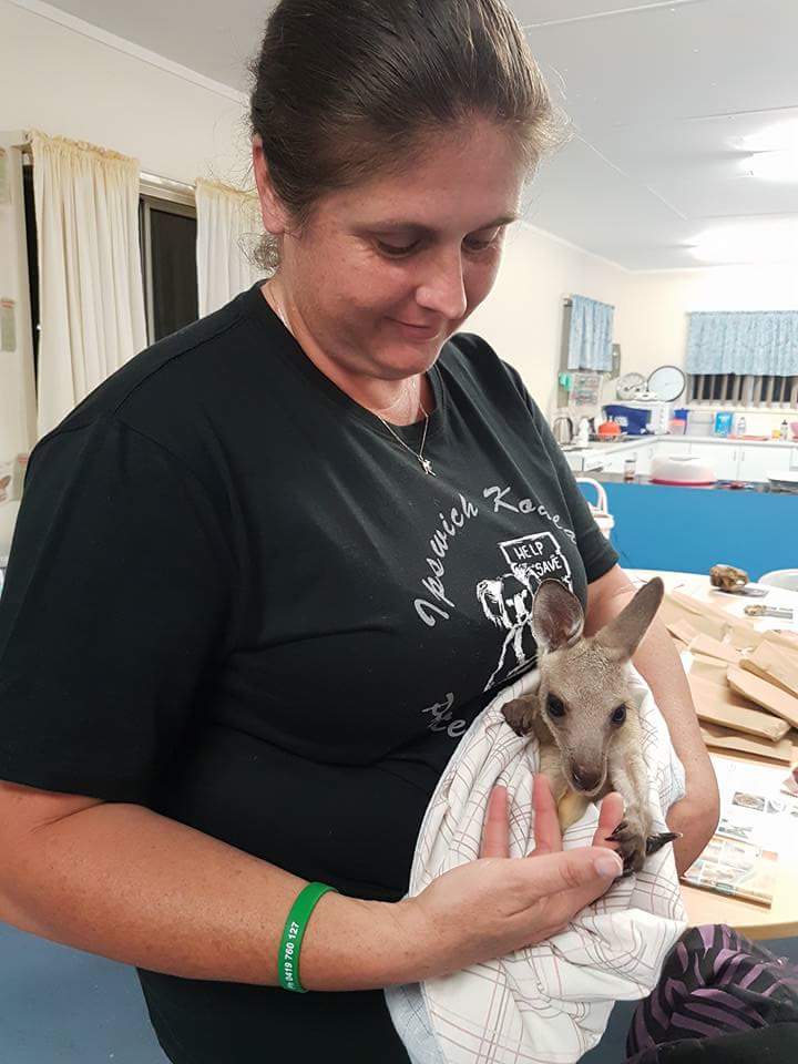 Ipswich Koala Protection Society | 110 Brass Rd, Mount Forbes QLD 4340, Australia | Phone: (07) 3282 5035