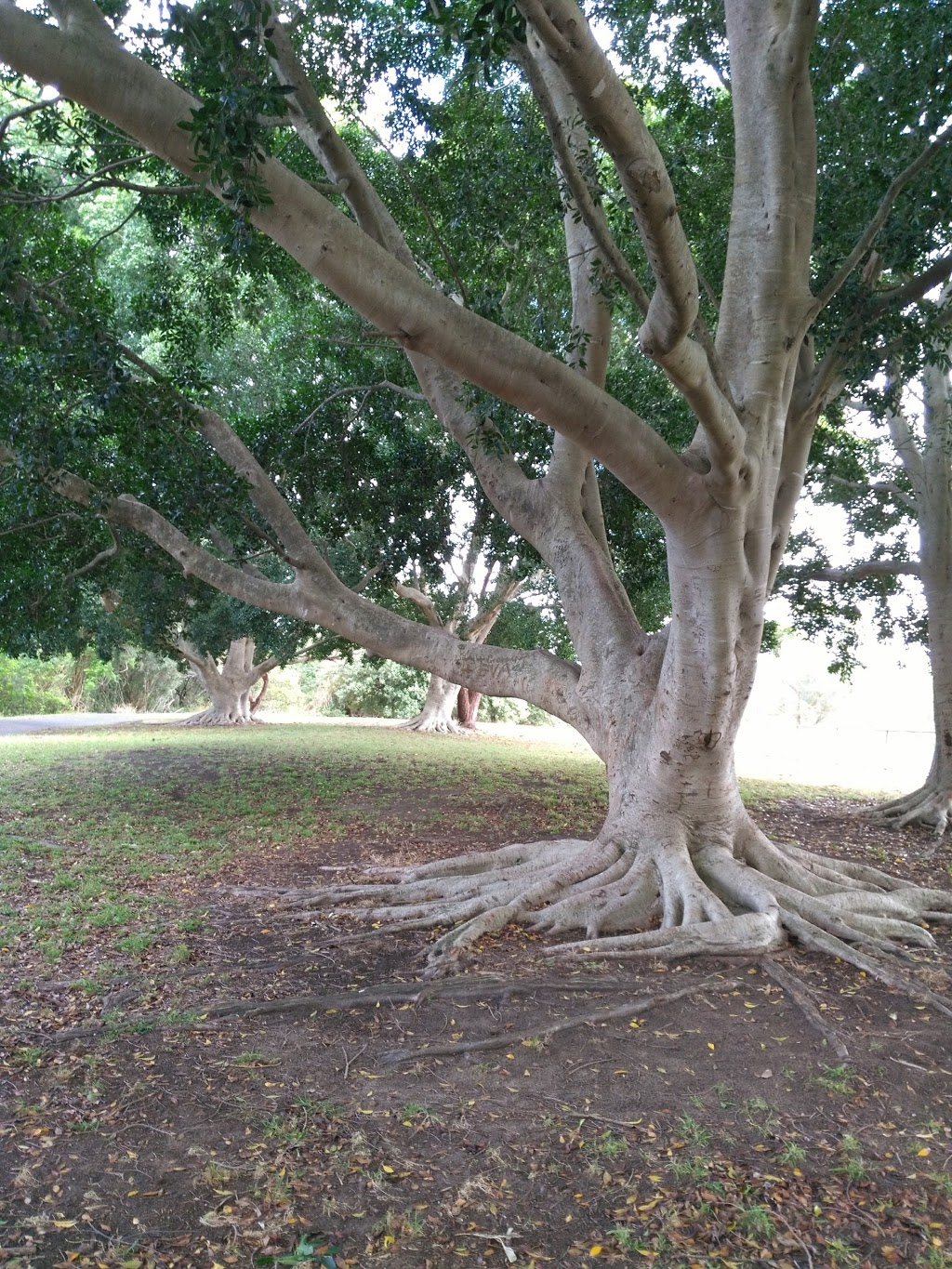 Garnet Adcock Memorial Park | West Gosford NSW 2250, Australia