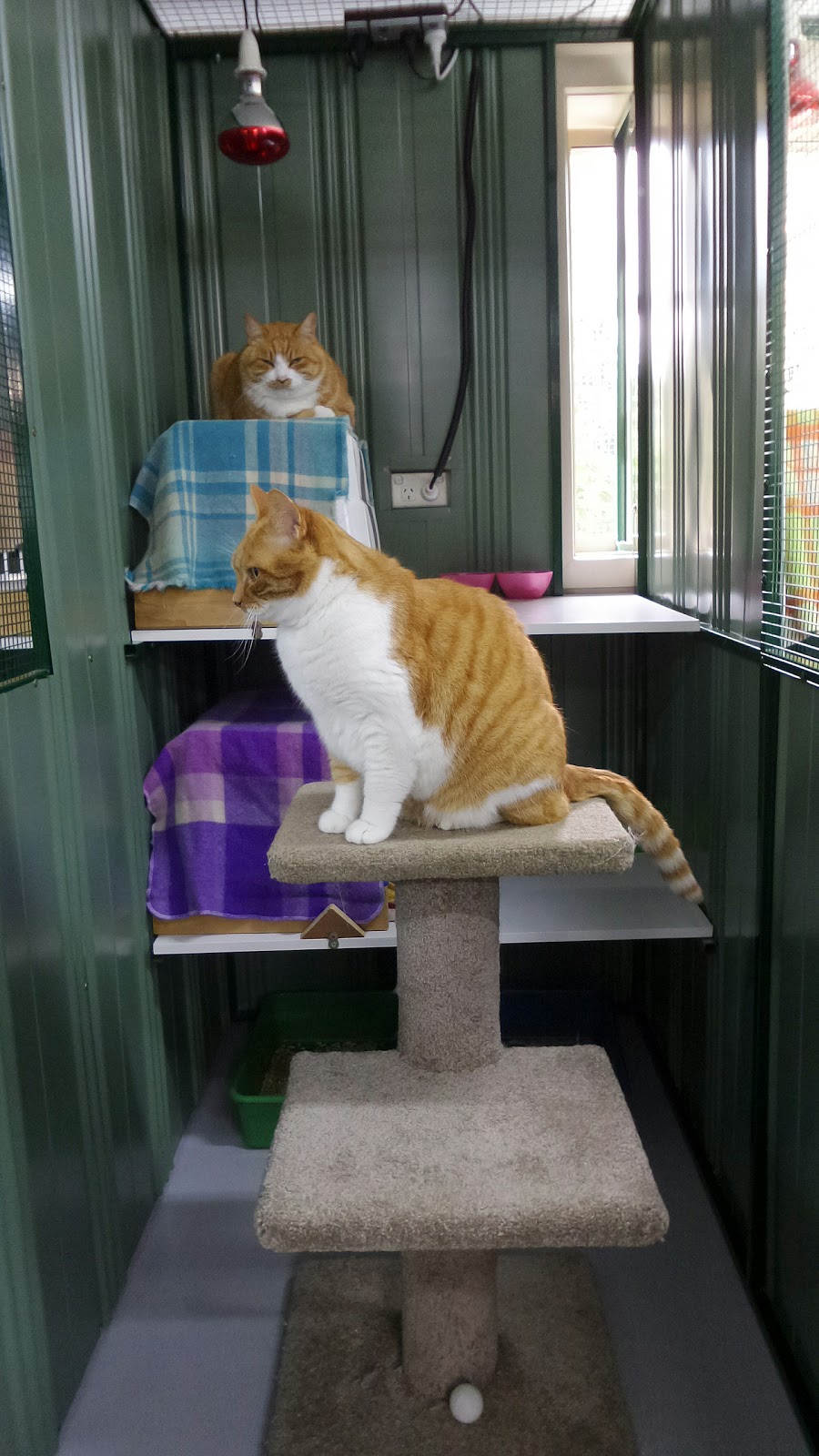 Caseys Top Catz Boarding Cattery | 34 Bakers Rd, Clyde VIC 3978, Australia | Phone: (03) 9707 0090
