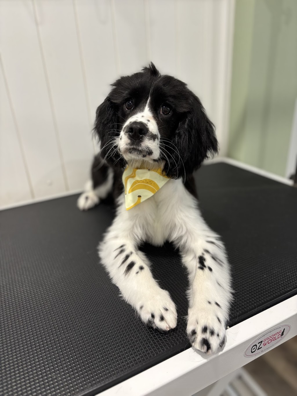Suds N Pups | 10 Everett Pl, Annangrove NSW 2156, Australia | Phone: 0494 034 828