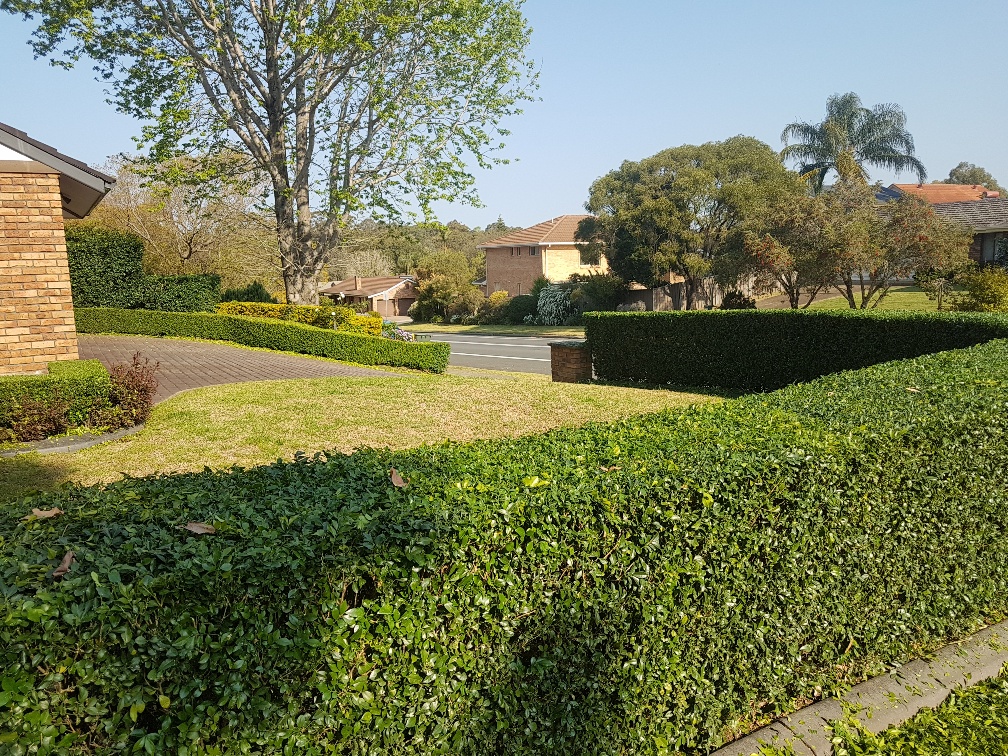 Pulse Lawn Mowing Carlingford | 5 Chestnut Ave, Telopea NSW 2117, Australia | Phone: 0447 428 121