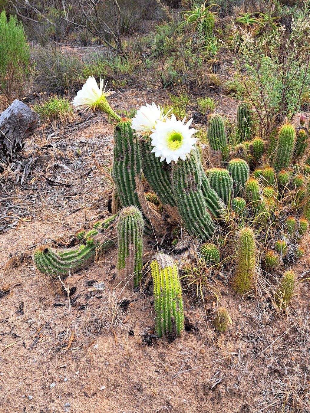 SALMON GUMS COMMUNITY CARAVAN PARK | Salmon Gums WA 6445, Australia | Phone: 0467 880 443