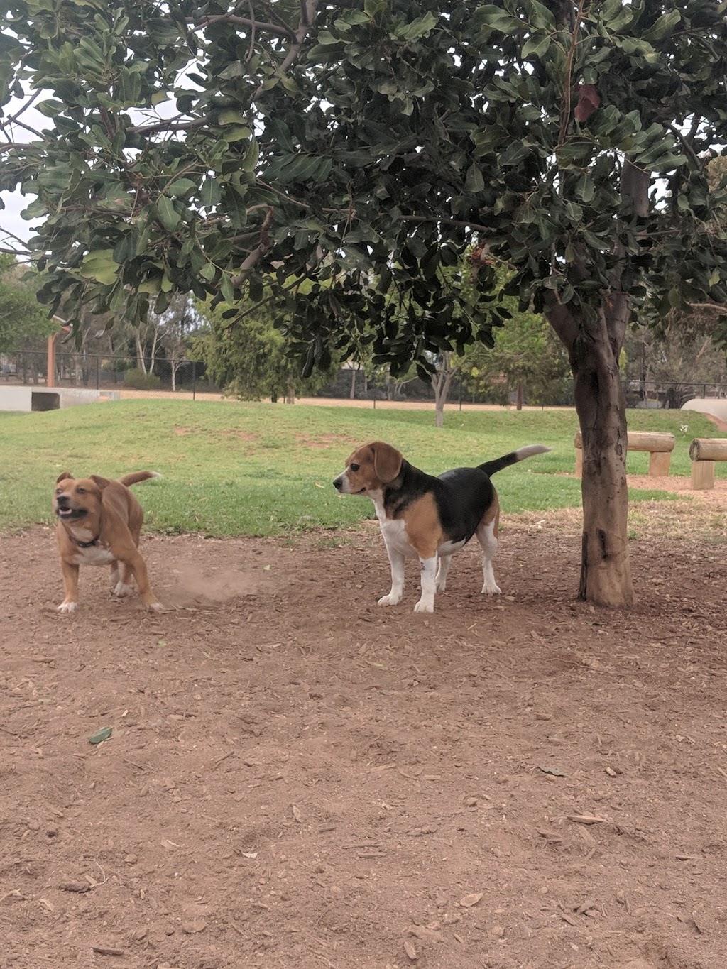 Kingswood Crescent Reserve Dog Park | park | Paralowie SA 5108, Australia | 0884068222 OR +61 8 8406 8222