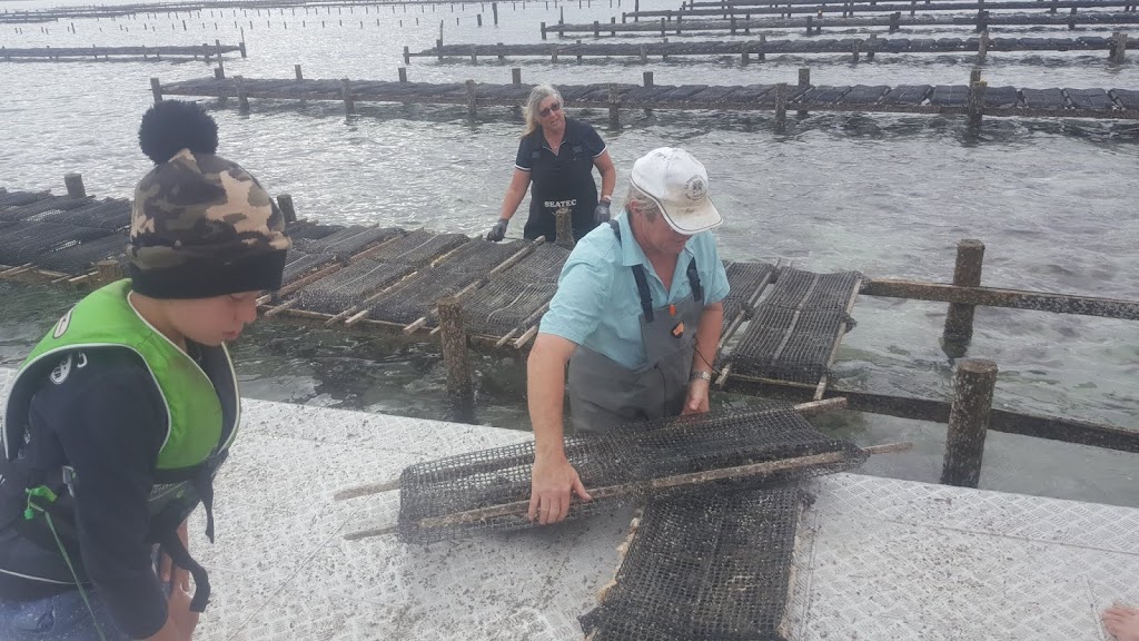 SA Premium Oysters | 6/8 Sandy Creek Dr, Smoky Bay SA 5680, Australia | Phone: 0428 257 177