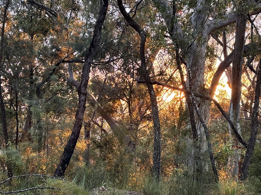 Birdcloud | 158 Koonyum Range Rd, Wilsons Creek NSW 2482, Australia | Phone: 0417 818 309