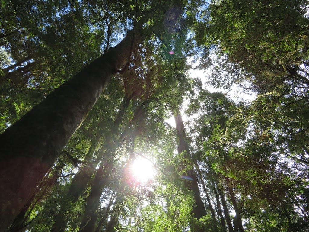 Lake Chisholm Forest Reserve | West Coast TAS 7321, Australia