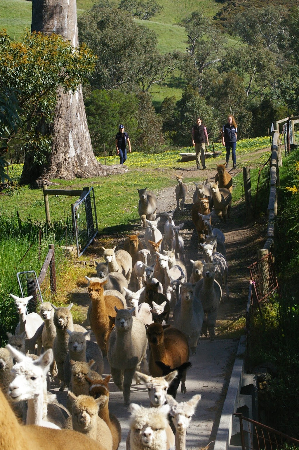 Stansbury Alpacas | food | 1927D North East Road, Inglewood SA 5133, Australia | 0408085916 OR +61 408 085 916