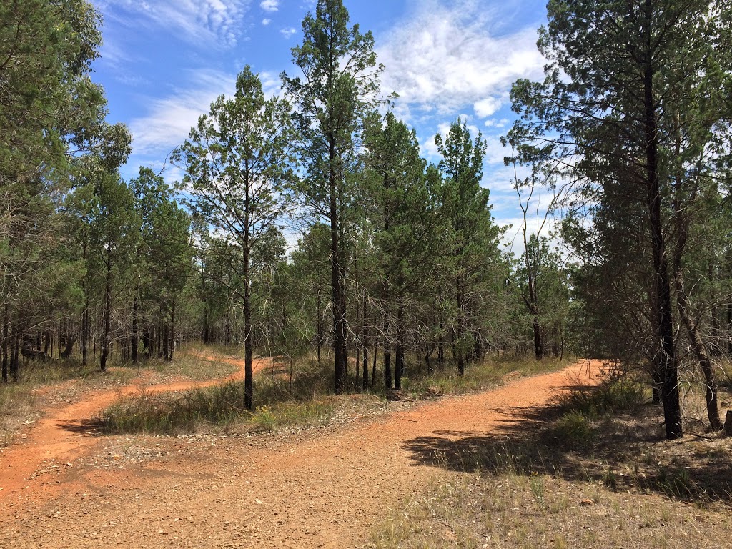 Kindra State Forest | park | Lewis St N, Coolamon NSW 2701, Australia