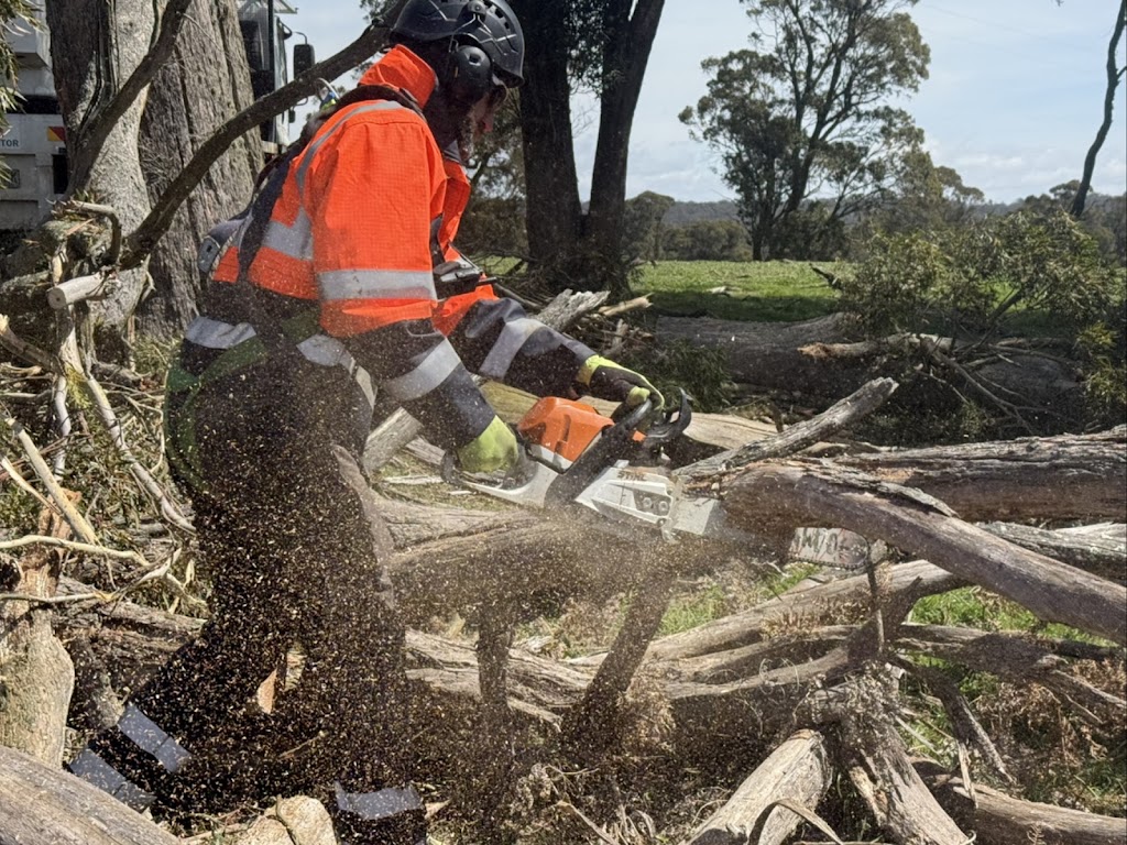 True Roots Trees & Landscapes | 5 Junction St, Mortdale NSW 2223, Australia | Phone: 0422 023 242