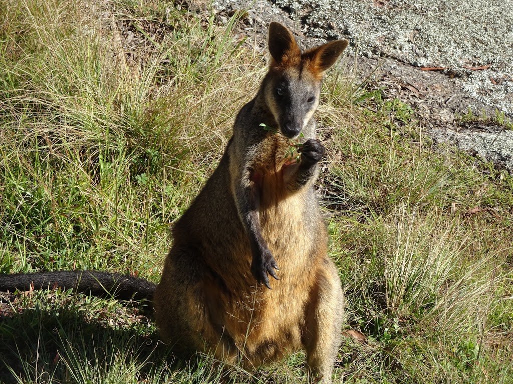 Mount Mackenzie | park | Tenterfield NSW 2372, Australia