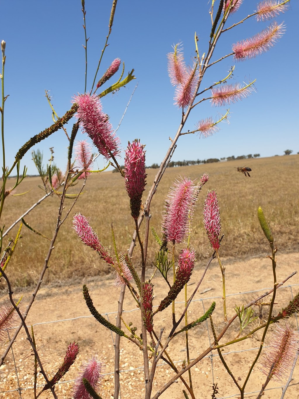 Wongan Hills Visitors Centre | 1 Wongan Rd, Wongan Hills WA 6603, Australia | Phone: (08) 9671 1973