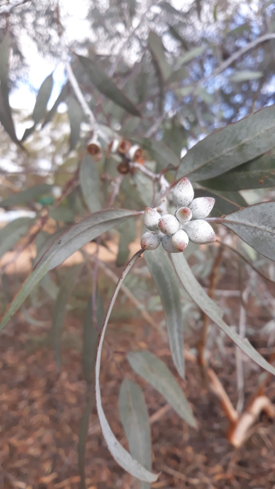 walpeup dryland garden | park | 3 Glen St, Walpeup VIC 3507, Australia