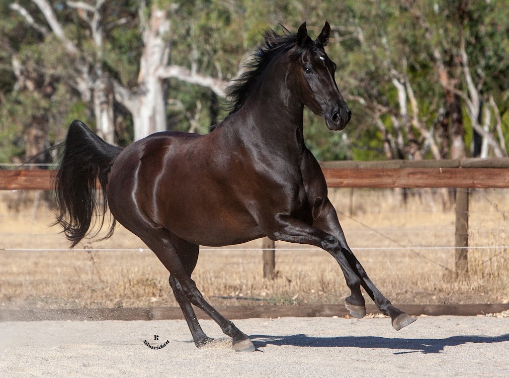 Torrens Run Saddlebred Sporthorses | 3096 Eden Valley Rd, Mount Pleasant SA 5235, Australia | Phone: 0408 121 414
