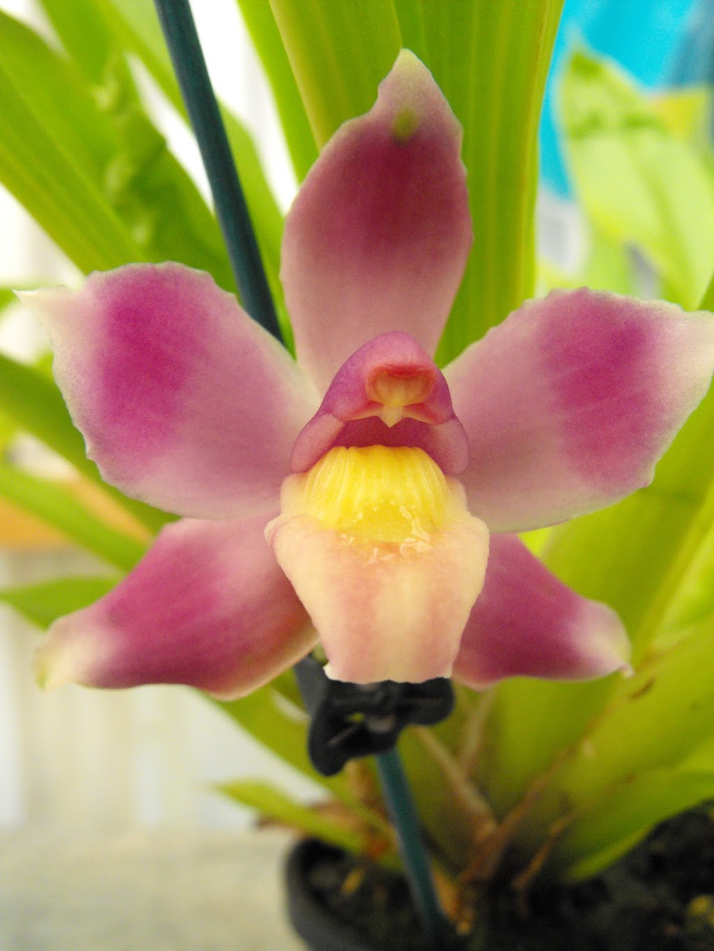 Lyttle Orchid Clones |  | 5 Swifte Ct, Aberfoyle Park SA 5159, Australia | 0457818618 OR +61 457 818 618