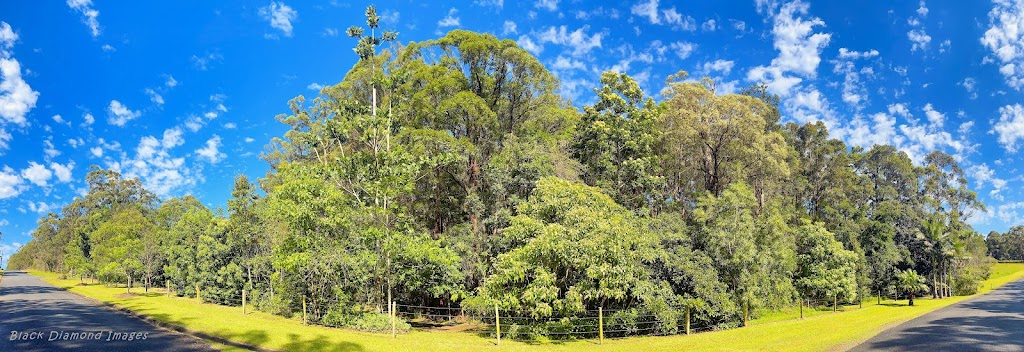Raintrees Native and Rainforest Gardens | Raintrees Native and Rainforest Gardens 34 Figtree Drive Diamond Beach, Hallidays Point NSW 2430, Australia | Phone: 0412 177 531
