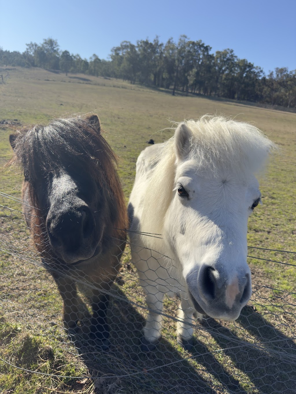 Mudgee & Beyond | 772 Black Springs Rd, Budgee Budgee NSW 2850, Australia | Phone: 0414 475 610