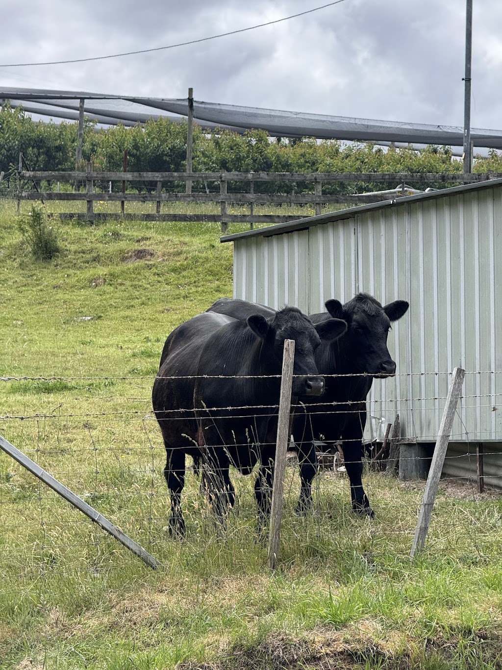 Franklin Cherries- Tasmania | 80 Maxfields Rd, Franklin TAS 7113, Australia | Phone: 0417 595 300
