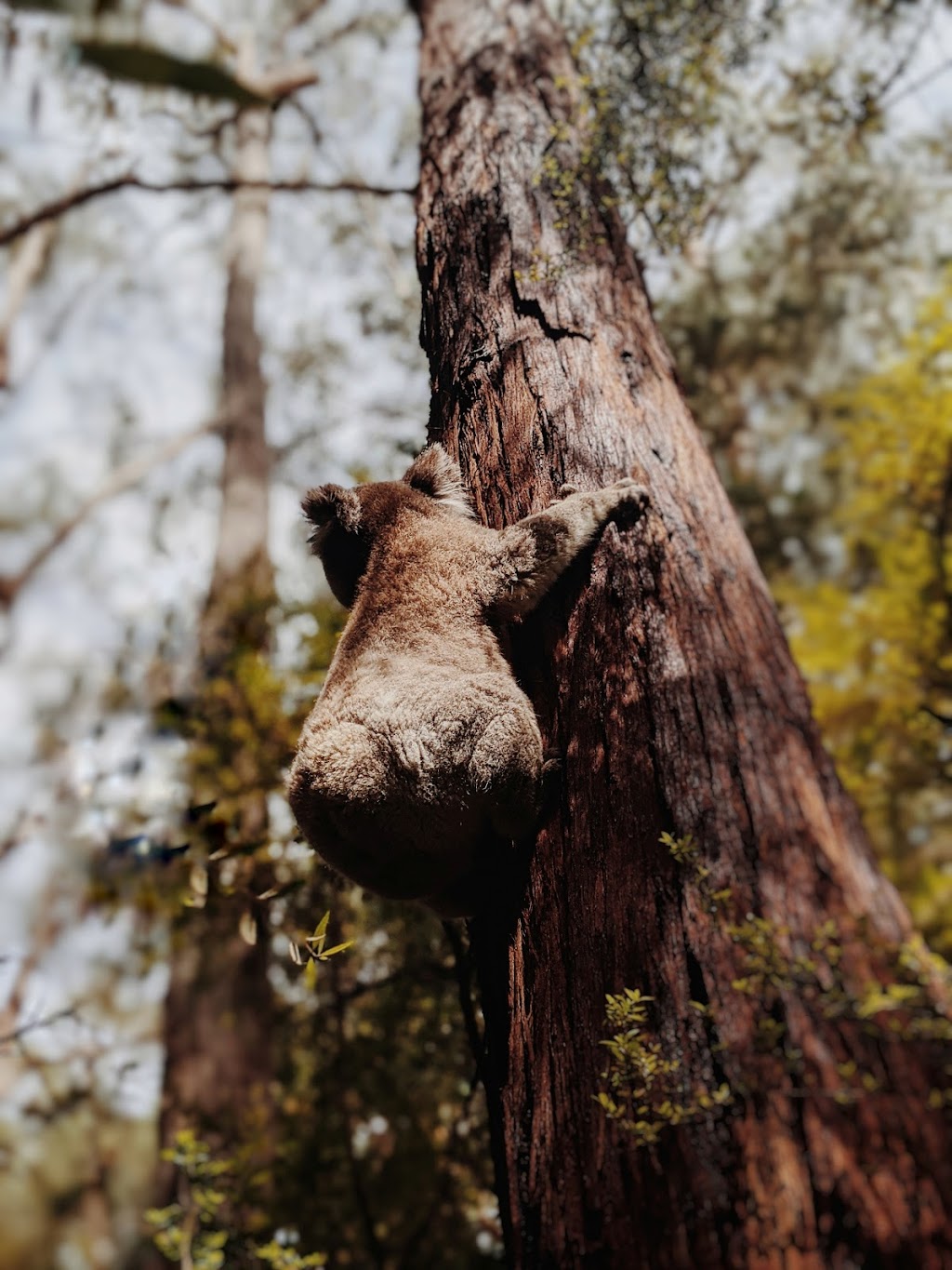 RJS Tree Services |  | 5 Windsor Way, Falcon WA 6210, Australia | 0895096000 OR +61 8 9509 6000