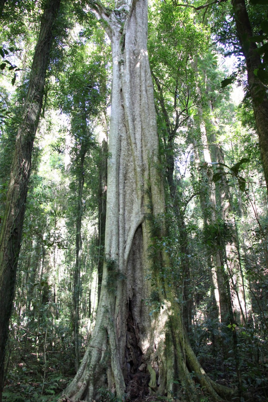 Gumbaynggirr National Park | Killiekrankie NSW 2449, Australia