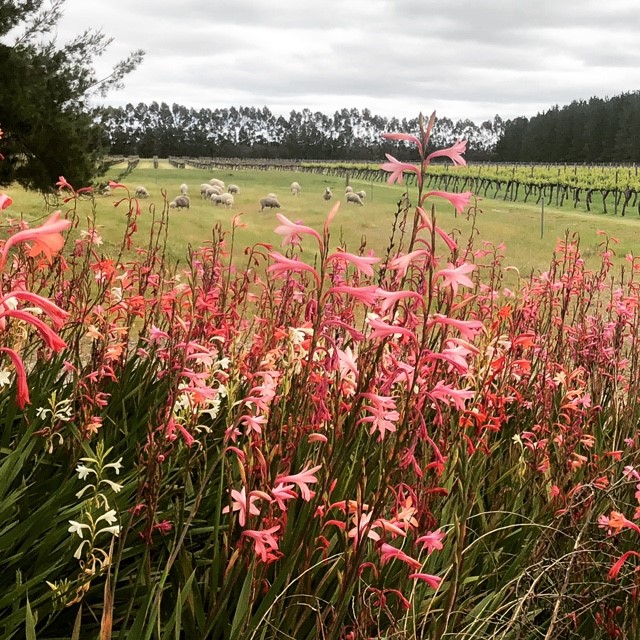 Forage Safaris | 17 Foreshore Parade, Busselton WA 6280, Australia | Phone: 0439 906 661