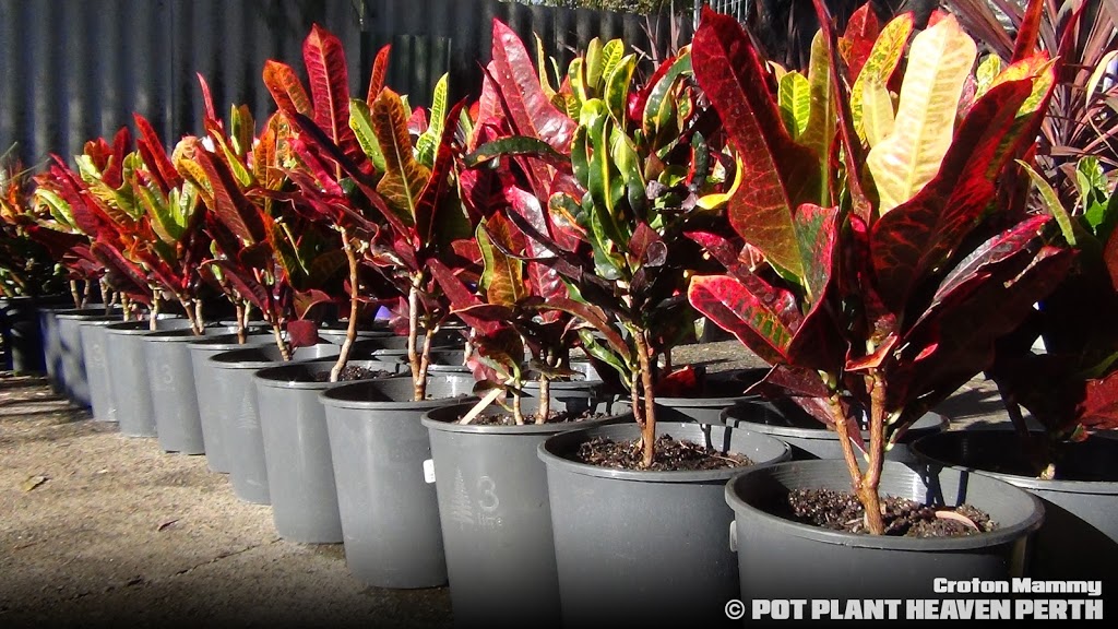 Pot Plant Heaven Perth | store | 191 Westfield Rd, Camillo WA 6111, Australia | 0420493944 OR +61 420 493 944