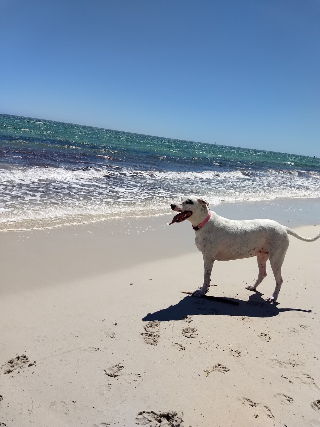 Animal Exercise Beach | Hillarys WA 6025, Australia