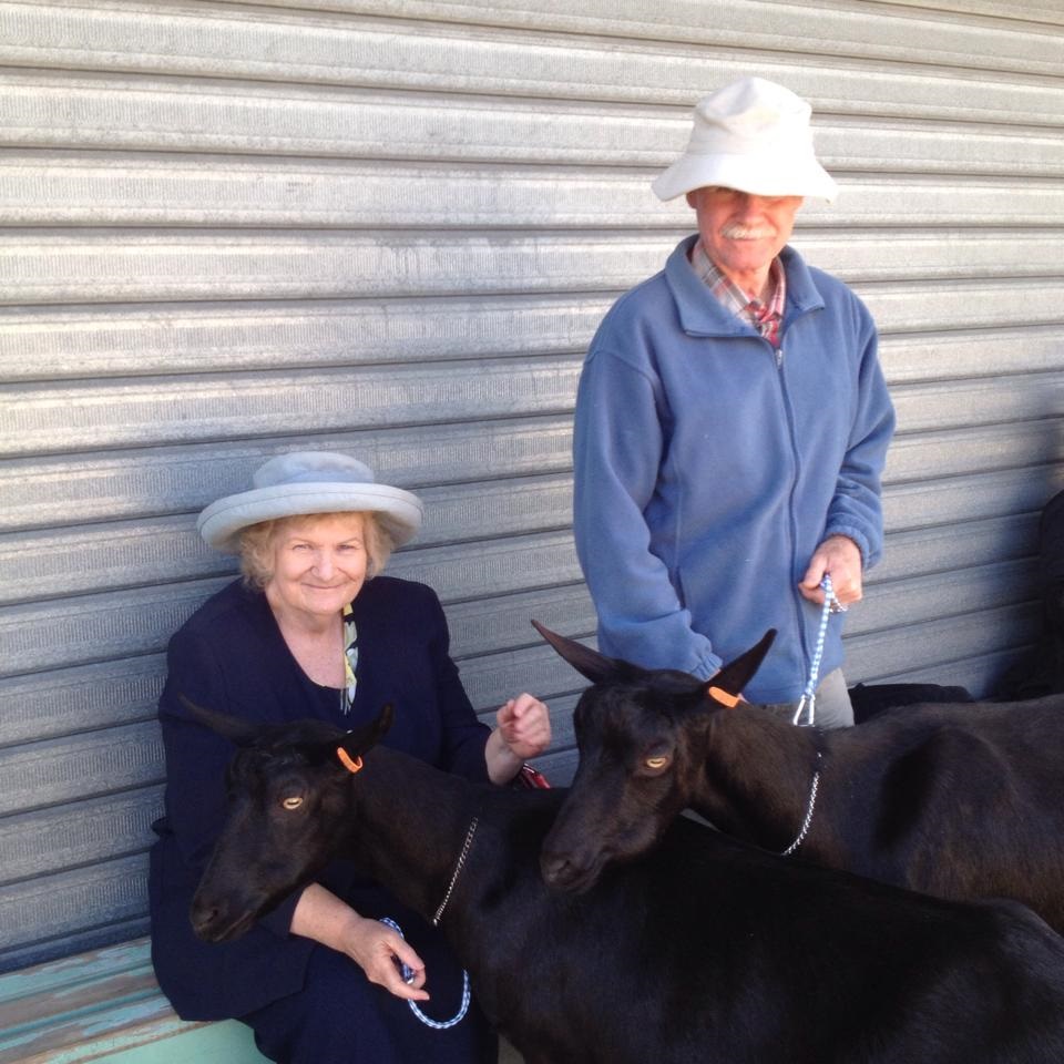 Goat Veterinary Consultancies- goatvetoz | 22 Lesina St, Keperra QLD 4054, Australia | Phone: (07) 3355 6404