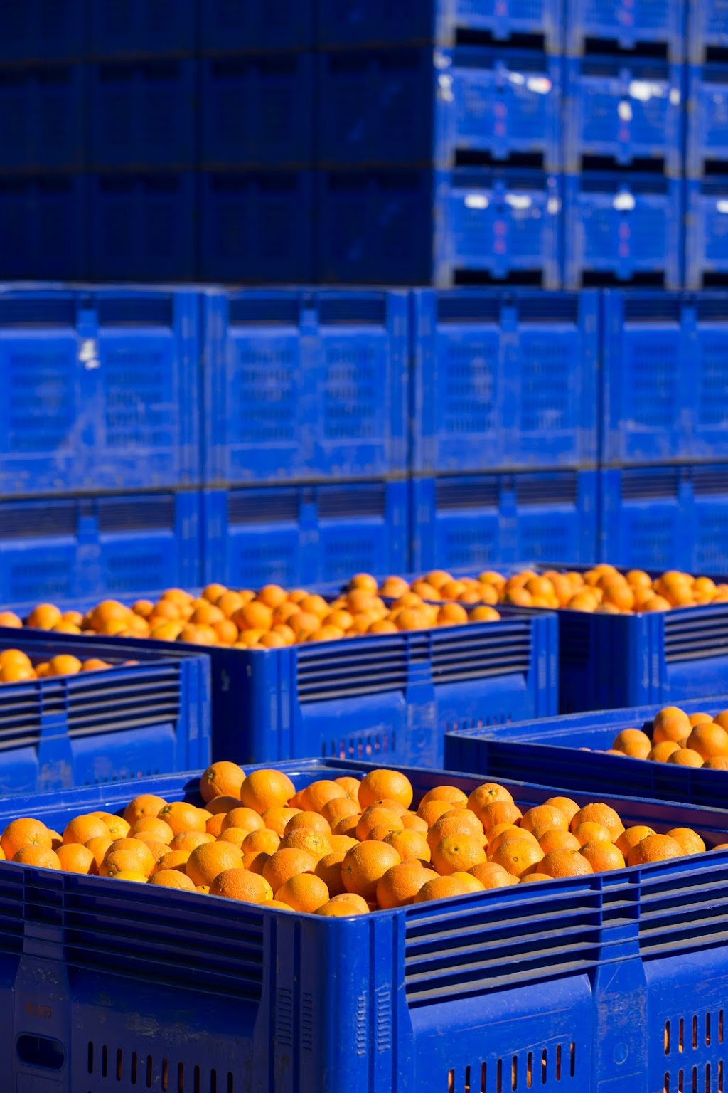 Moora Citrus | Lot 803 Prices Rd, Moora WA 6510, Australia | Phone: (08) 9653 1318