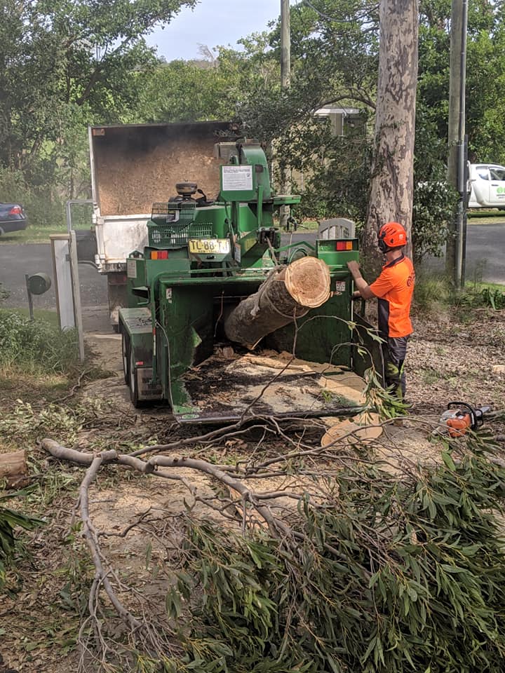 C & S Tree Services | 10 Victa Way, Bomaderry NSW 2541, Australia | Phone: 0431 744 772