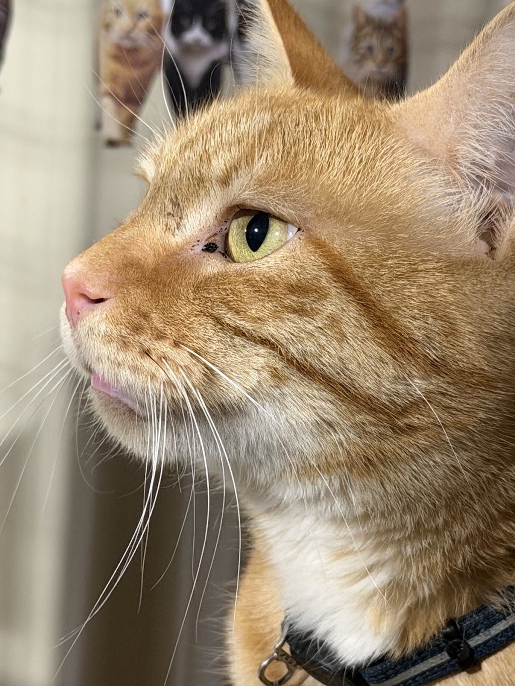 Crazy Cats Cattery | 555 Schoolhouse Ln, Tallarook VIC 3659, Australia | Phone: 0481 005 509