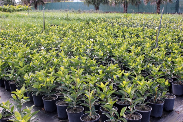 Antz Plants |  | 67 Alberton Rd, Alberton QLD 4207, Australia | 0738073571 OR +61 7 3807 3571