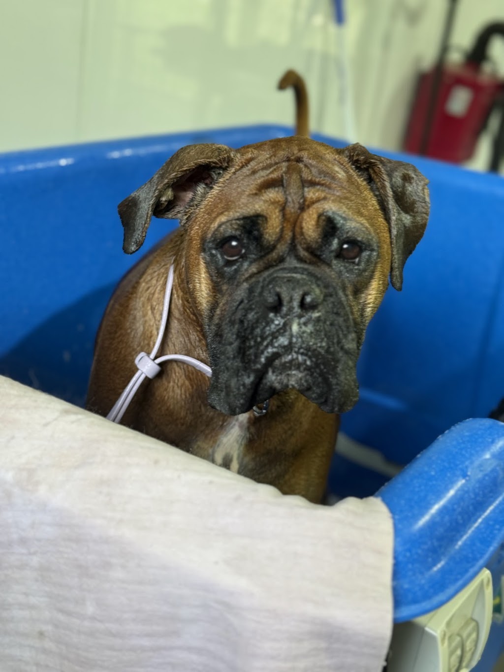 Megs Pampered Pets | 287 Sussex Inlet Rd, Sussex Inlet NSW 2540, Australia | Phone: 0411 989 469