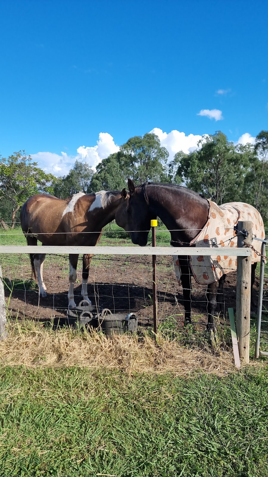 Scenic Rim Agistment | 339 Beckwith Rd, Limestone Ridges QLD 4305, Australia | Phone: 0405 967 494