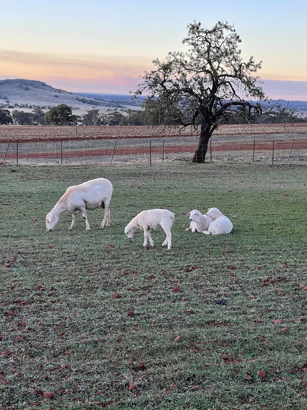 Stony Hill Produce | 300 Dookie-Gowangardie Rd, Mount Major VIC 3646, Australia | Phone: 0407 548 343